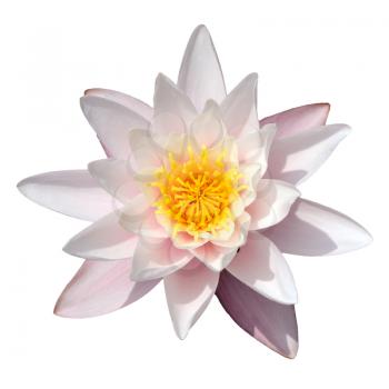 Flower of white water lily on a white background, isolated