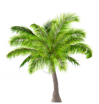Illustration Realistic Palm Tree Isolated on White Background - Vector
