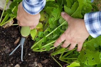 Royalty Free Photo of Hands Gardening