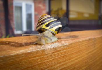 Freshwater garden snail slug slowly crawls on the orange wooden beam 