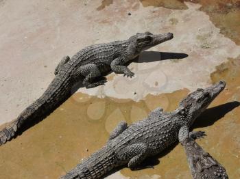 Cuban crocodiles resting, waiting for food in the breeding farm