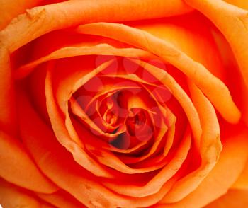 macro of the beautyful orange rose isolated