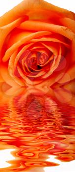 macro of the beautyful orange rose isolated