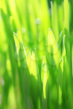 Close up of the green grass. Soft focus.