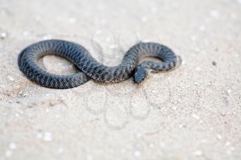 black snake on the white sand