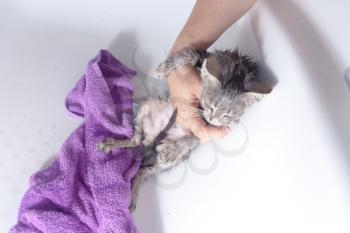 Kitten in hands at bath  - wet cat in a towel after bath