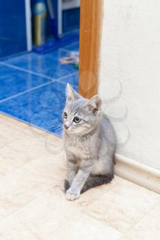 kitten sitting indoors near door