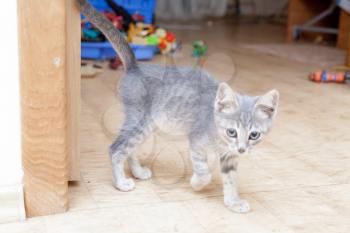 Grey kitten playing and grabbing at in front of a room