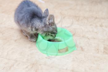 kitten eating from green bowl