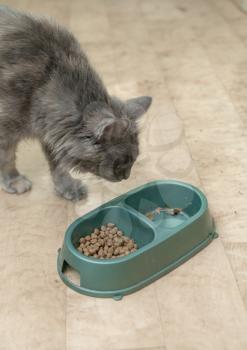 tabby cat eating food from a bowl