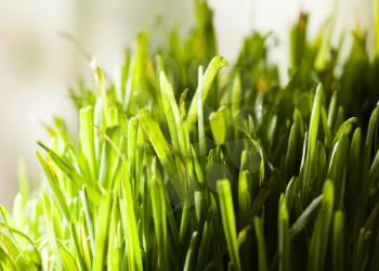 fresh grass closeup indoor - healthy eating