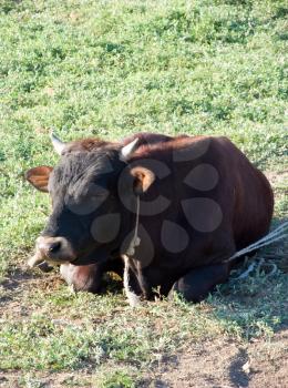 cow on grass desert