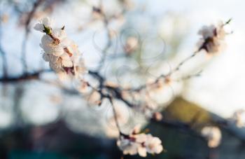 closeup of a cherry blossom branch