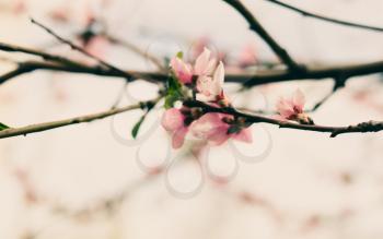 Pink cherry flowers on the twigs and copyspace