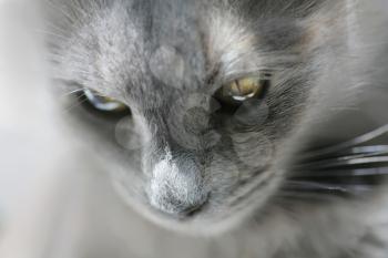 Very closeup of a gray cat looking down.