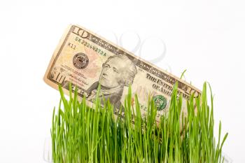Growing dollar. The vegetation of 50 dollar bill on the green grass on white