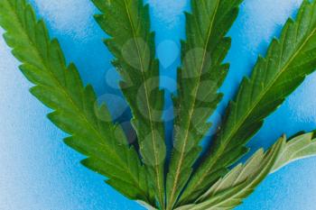 Wild cannabis leaf macro on blue background, narcotic herb