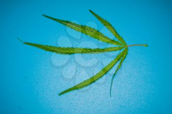 Cannabis leaf, marijuana over blue background top view
