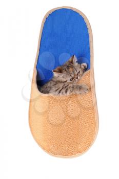 Royalty Free Photo of a Kitten in a Slipper