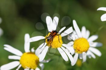 Royalty Free Photo of a Beetle on a Camomile