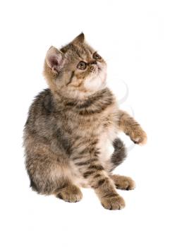 Striped fluffy kitten isolated on white background