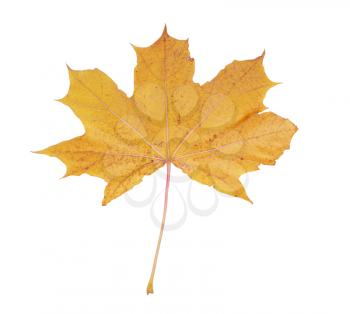yellow maple leaf isolated on white background                               