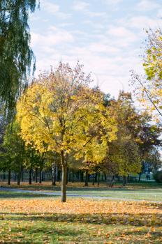 City park with autumn leaves on the trees yellowed