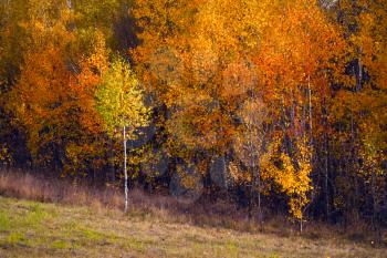 Royalty Free Photo of a Birch Autumnal Forest
