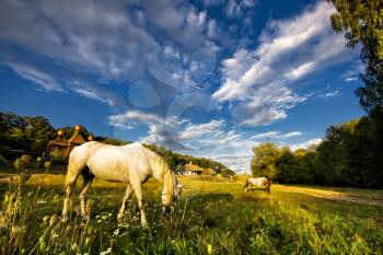 Royalty Free Photo of Horses Grazing in a Field