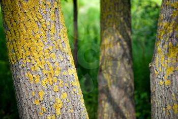 Royalty Free Photo of Trees With Yellow Moss