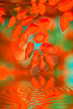 Royalty Free Photo of Leaves Reflecting in Water