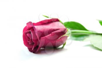 Purple rose isolated on the white background