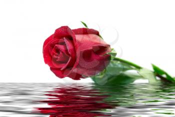 Royalty Free Photo of a Red Rose Above Water