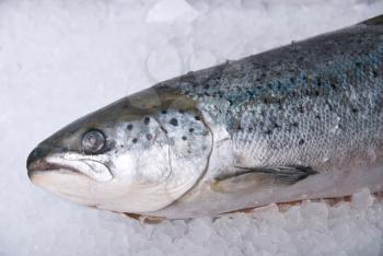 Royalty Free Photo of a Trout on Ice
