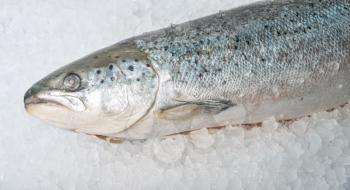 Royalty Free Photo of Fish on Ice