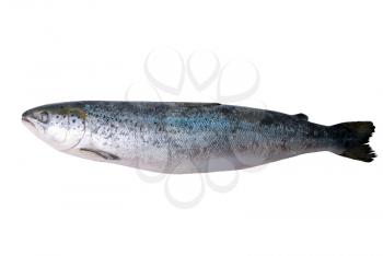 fresh bright trout fish isolated on a white background
