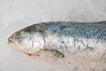 Royalty Free Photo of Trout on Ice