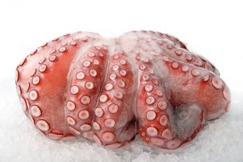 Royalty Free Photo of Octopus on Ice
