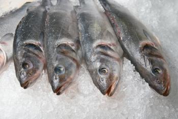 Royalty Free Photo of Fish on Ice

