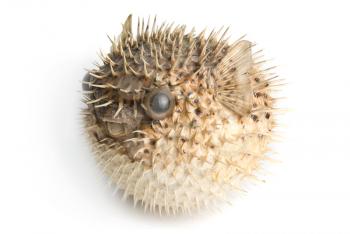 Royalty Free Photo of a Porcupine Fish