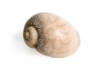 sea shell  isolated over a white background
