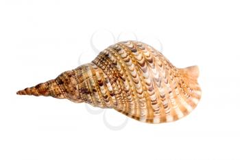 sea shell isolated over a white background for design