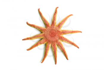 starfish isolated on a white background
