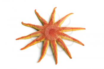 Beauty starfish isolated on a white background for design
