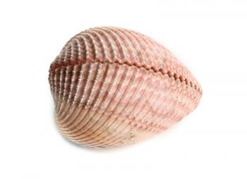sea shell isolated over a white background 