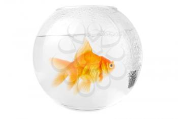 Royalty Free Photo of a Goldfish in an Aquarium 
