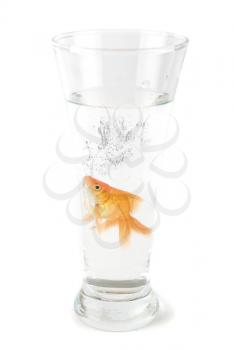 Gold fish at glass isolated on white