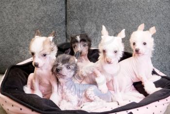 Royalty Free Photo of Chinese Crested Puppies