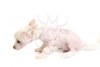Chinese Crested puppy isolated on a white background
