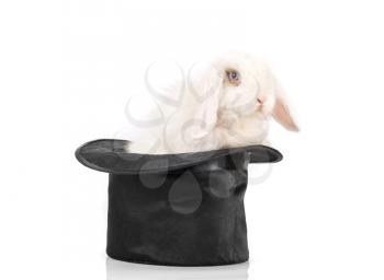 Little rabbit at black hat isolated on a white background
